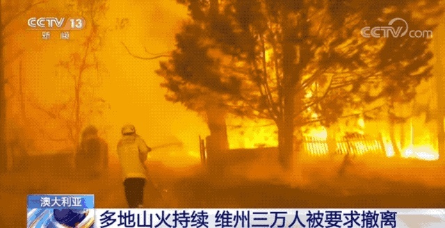 揪心！澳大利亚山火持续蔓延，袋鼠成群逃离火场