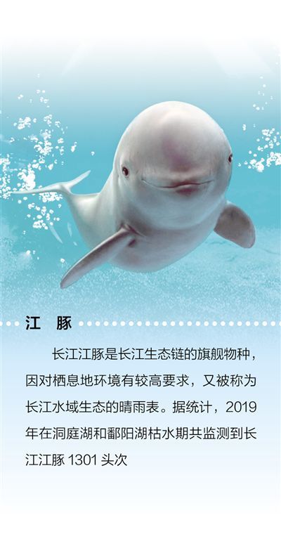 制订江豚保护方案，开展扬子鳄野外放归 物种保护 为长江添活力