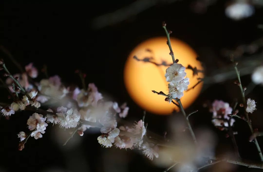 今夕元宵，月圆灯明，人长久，百病清！