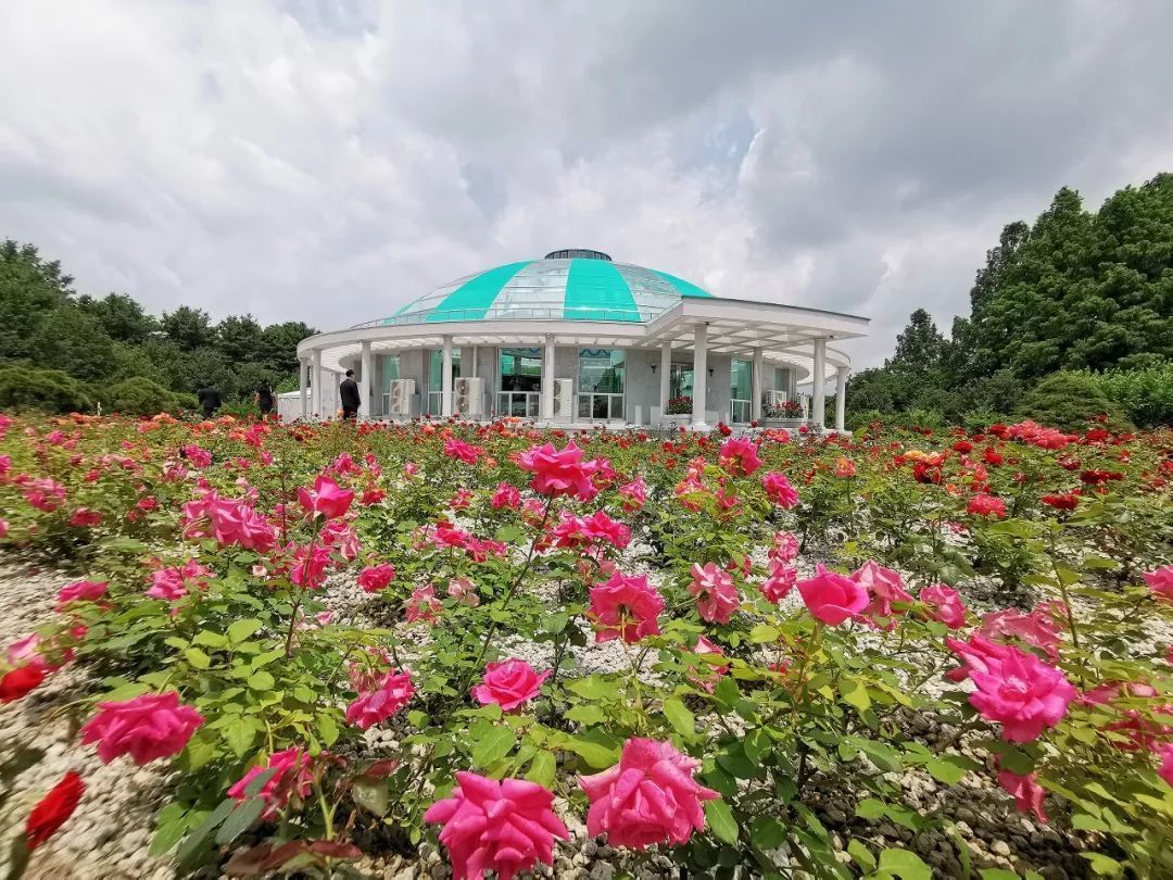 中朝历史性互访，习近平表达“三个坚定支持”