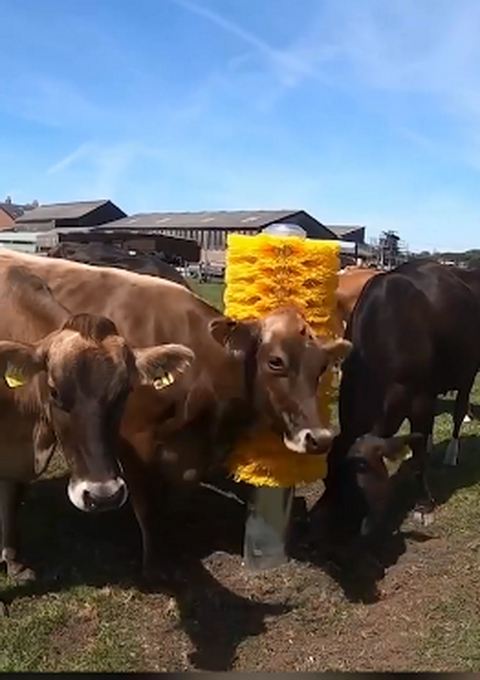 英国一家农场给牛群装了一个巨型痒痒刷，网友：看着我都痒了起来
