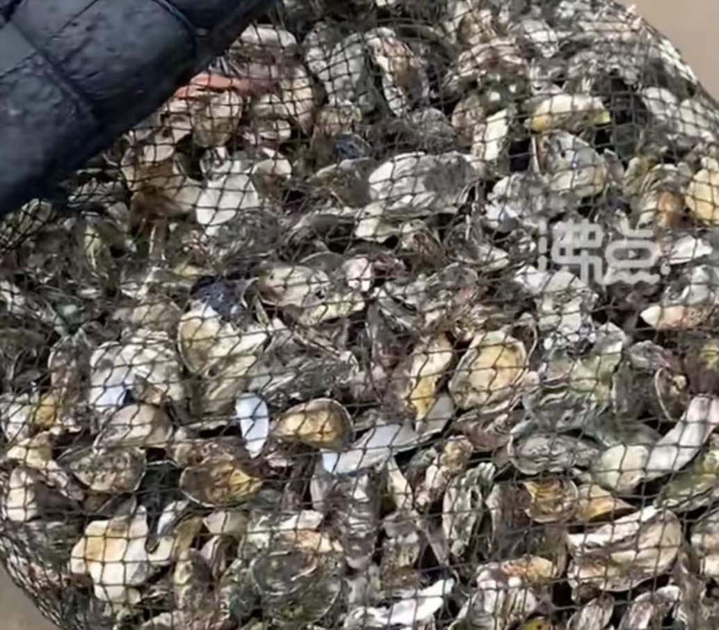 台风杜苏芮吹来的遍地生蚝，到底从何而来？能不能吃？