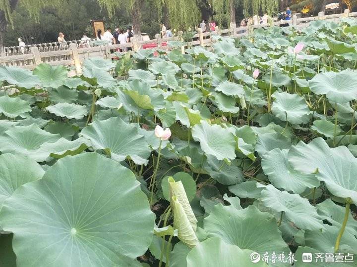 罕见并蒂莲再现大明湖！生成概率十万分之一，景区今年第二次发现