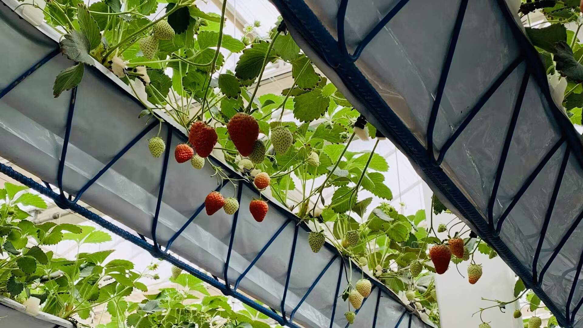 鲁西平原,崛起一座现代化农业产业园