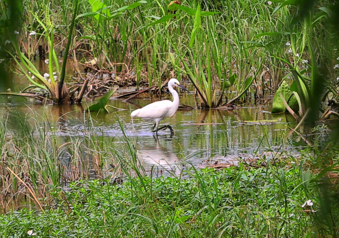 腊山河环境提升生态改善 吸引白鹭前来觅食飞舞