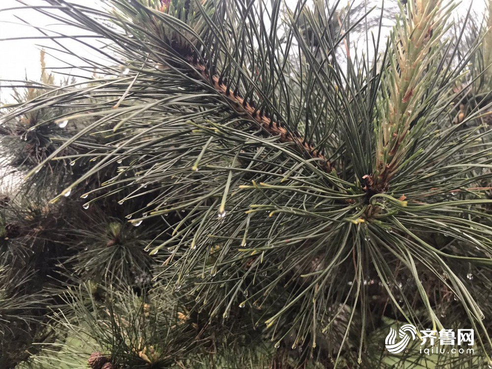 山东已有42个县市区出现大风降雨 德州降水量最大