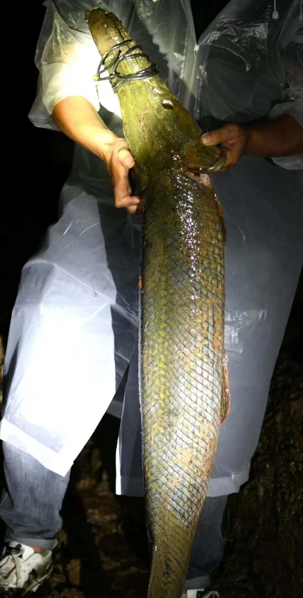 这些外来入侵物种需警惕!