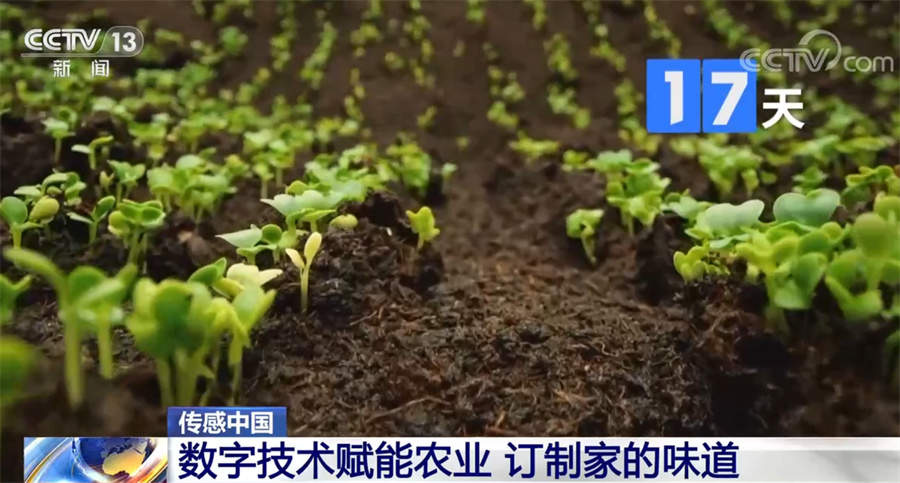 数字技术赋能农业 团圆饭的味道有了科技支撑