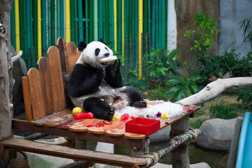 大熊猫宝宝“升谊”两岁啦！
