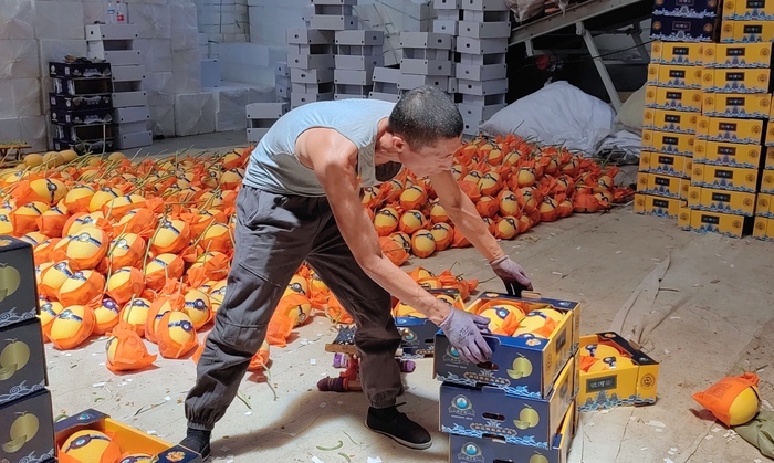 济南东方有一“神仙瓜”，皮薄多汁、清甜起沙…浇灌黄河水的它让你甜掉牙