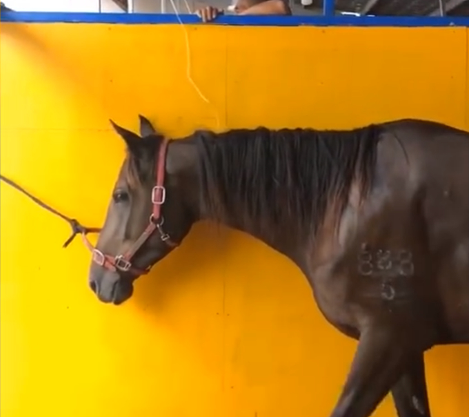 马主人回应下海救人两匹马去世|心疼哭了!马主人回应下海救人两匹马去世 网友:还以为能救好