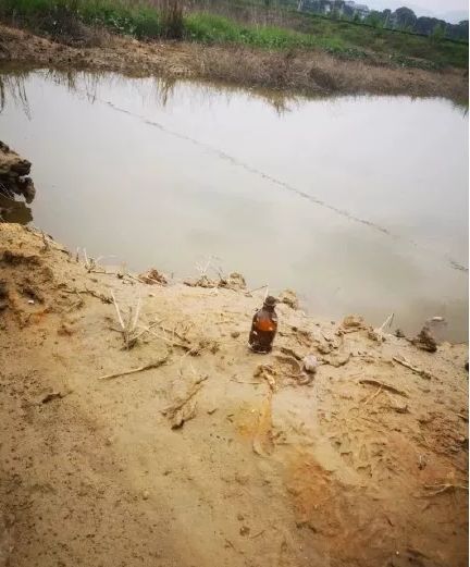 熊孩子毒死了千斤小龙虾 ！吃货和虾农一起在哀嚎……