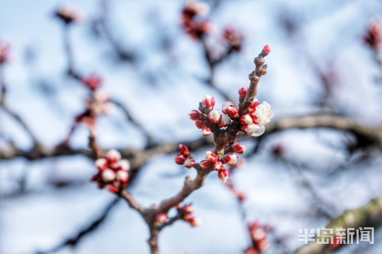 杏花早春第一枝