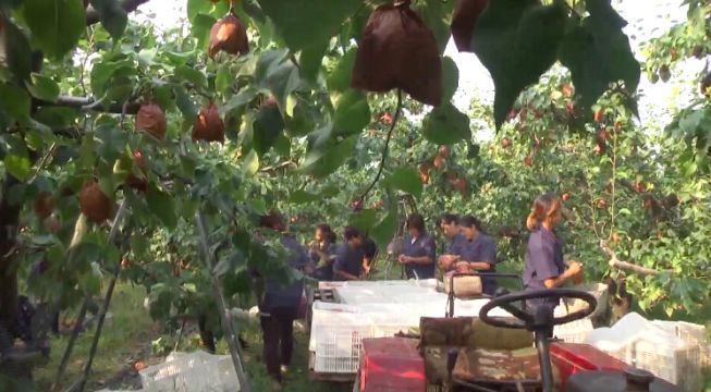 【关注】水果价格暴涨！挣钱最多的，竟然是这群人