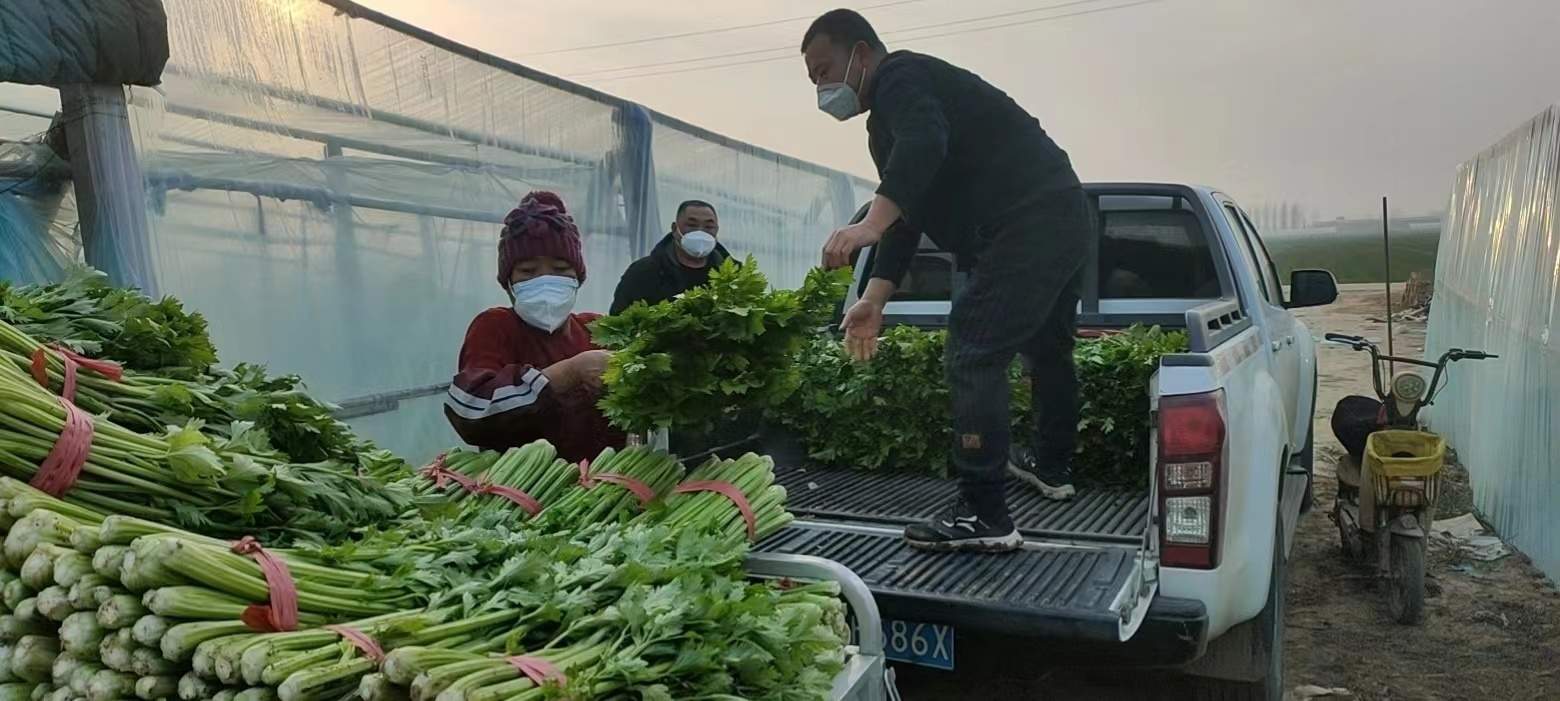 这个农民家里的滞销菜，咋变成了“热销菜”？