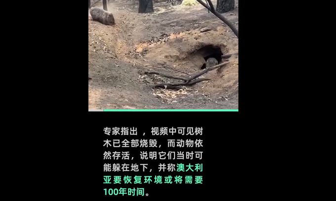 澳袋鼠岛一半被烧，军方清理动物尸体，专家：山火后恢复生态需百年