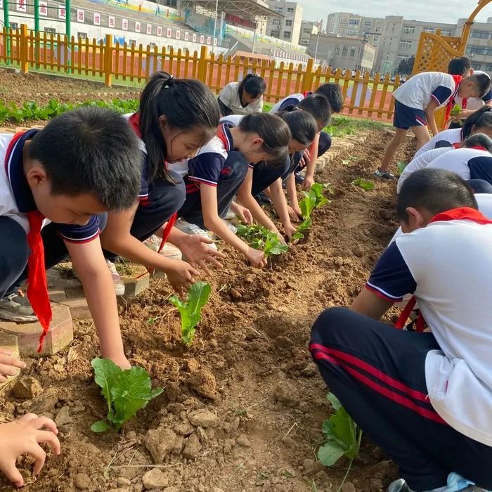 以劳动庆丰收！长清学子这样过丰收节