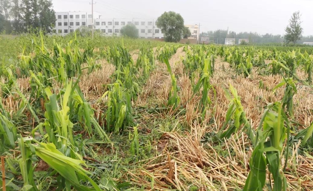 金乡县遭冰雹袭击 部分地区农作物受灾严重