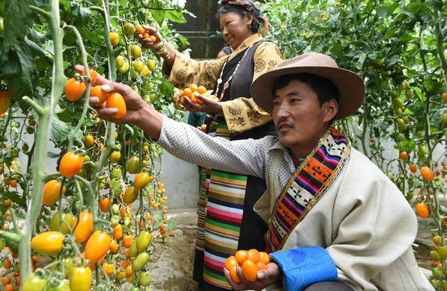 中国宝“藏”｜少吃主食多吃菜 高原人民饮食结构更加健康