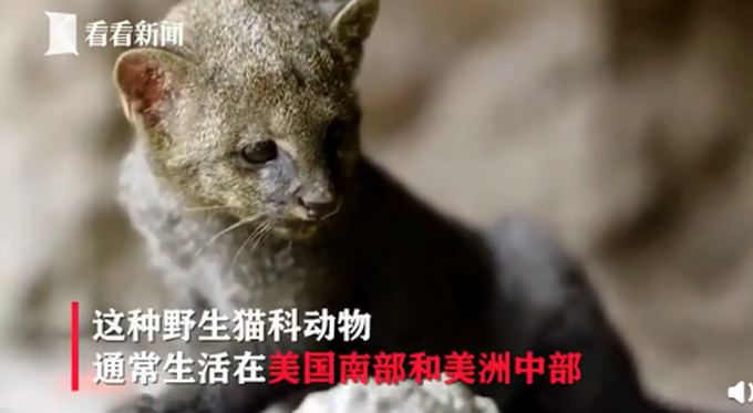 小奶猫是美洲狮原来是这样的 