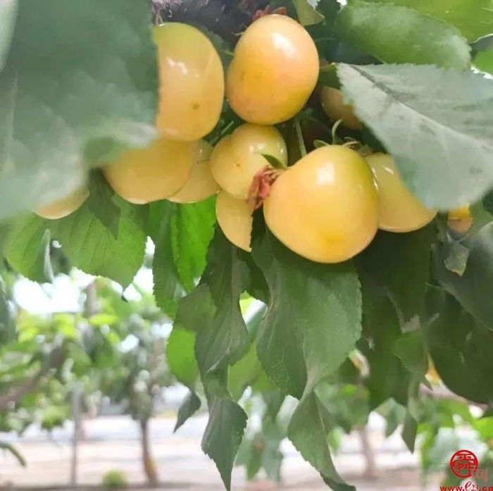 来自济南的樱桃“食”光 品舌尖上那一丝初夏的味道