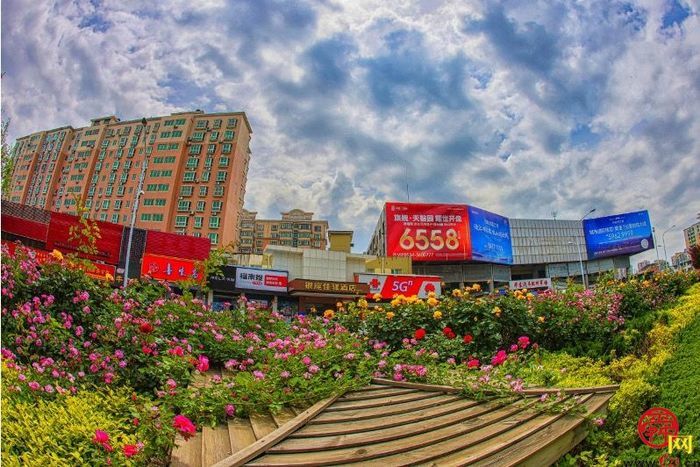 【图集】槐荫变花园 近30万盆花卉吐芬芳