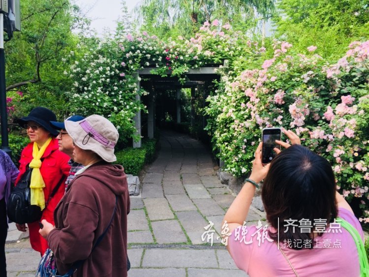 蔷薇正值盛花期，济南公园开花成海了！