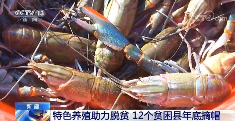 新疆特色养殖助力脱贫 12个贫困县年底摘帽