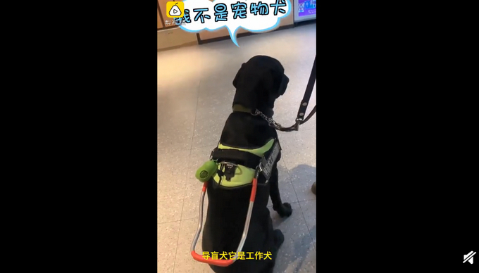 导盲犬进海底涝是怎么回事?终于真相了,原来是这样!