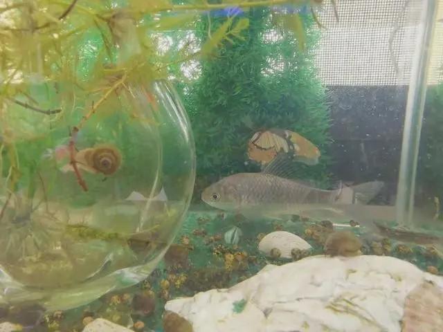 扎心了！女护士援鄂67天回家打开房门一瞬间惊呆，网友笑疯：太现实了