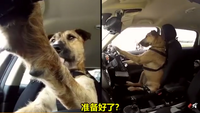 人不如狗！斗牛犬一个月学会滑板还能拐弯 网友：最牛车队