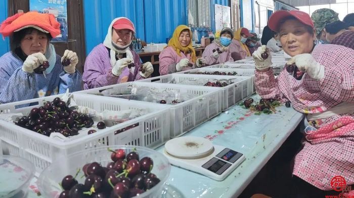 来自济南的樱桃“食”光 品舌尖上那一丝初夏的味道