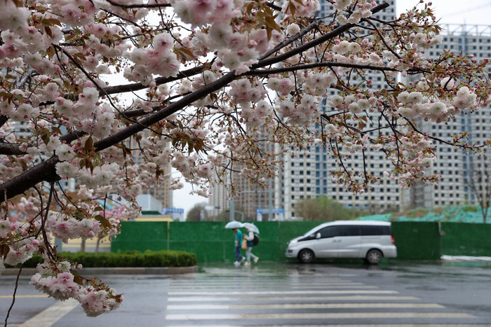 春雨蒙蒙润泉城