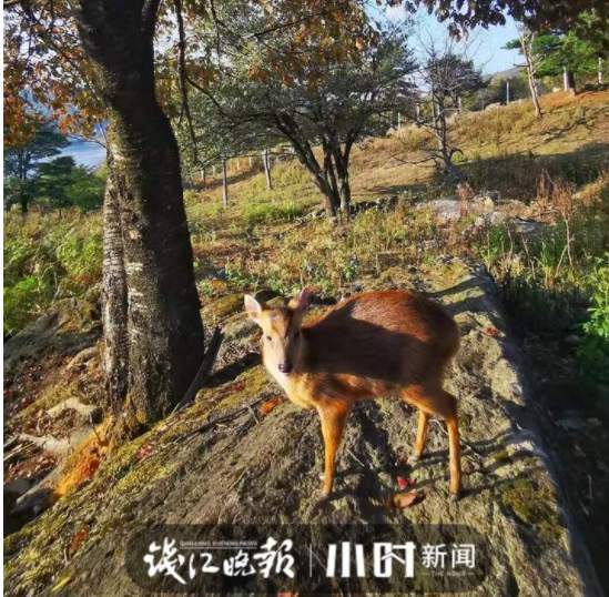 他与小黄麂同框视频上热搜背后故事温柔又治愈