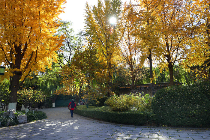 诗境感拉满！泉水叮咚鱼儿欢 色彩斑斓如画卷