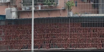 大户人家！东北一家人包近万个饺子摆院子里速冻