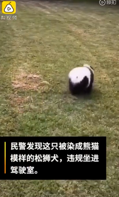 狗脸往哪搁？四川乐山熊猫狗违规坐进驾驶室 主人：被大狗咬伤非要抱抱