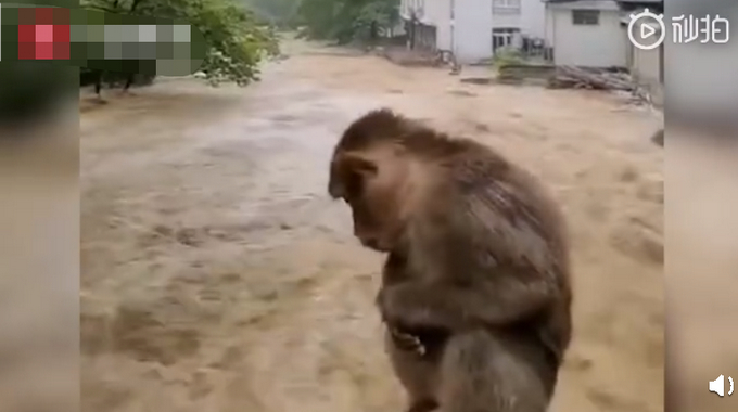 落汤鸡？鸡群被洪水围困树枝7天，网友：想起了武夷山的猴子