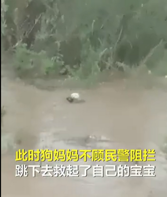 “狗妈妈冲入洪水救小狗”后续：目前被宠物店照顾，已有爱心人士收养