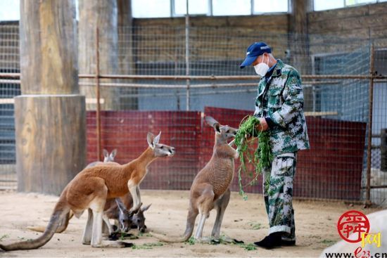 袋鼠饲养员：细心呵护，给它们一个温暖的家