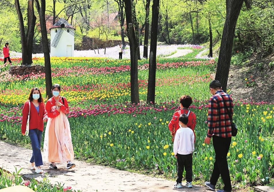 红叶谷叠翠春色美 郁金香花开诗意浓