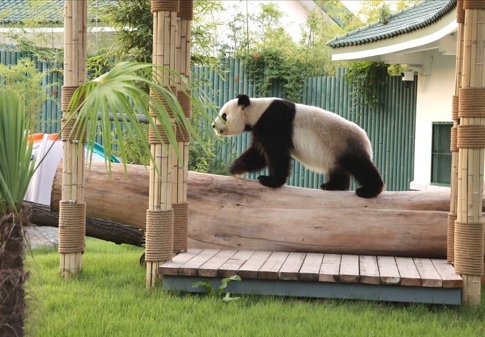 济南动物园新大熊猫馆28日正式开馆