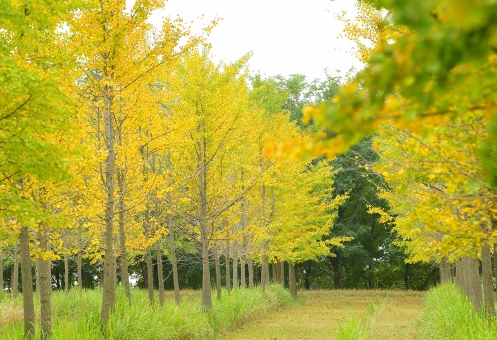 气温明显下降，济南黄河千亩银杏林将迎最美时节