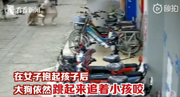 气氛！东莞一3岁男童遭大狗疯狂追咬 狗主人：狗打过疫苗