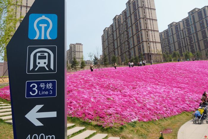 四月来济南一起走花路！打卡赏花路线get
