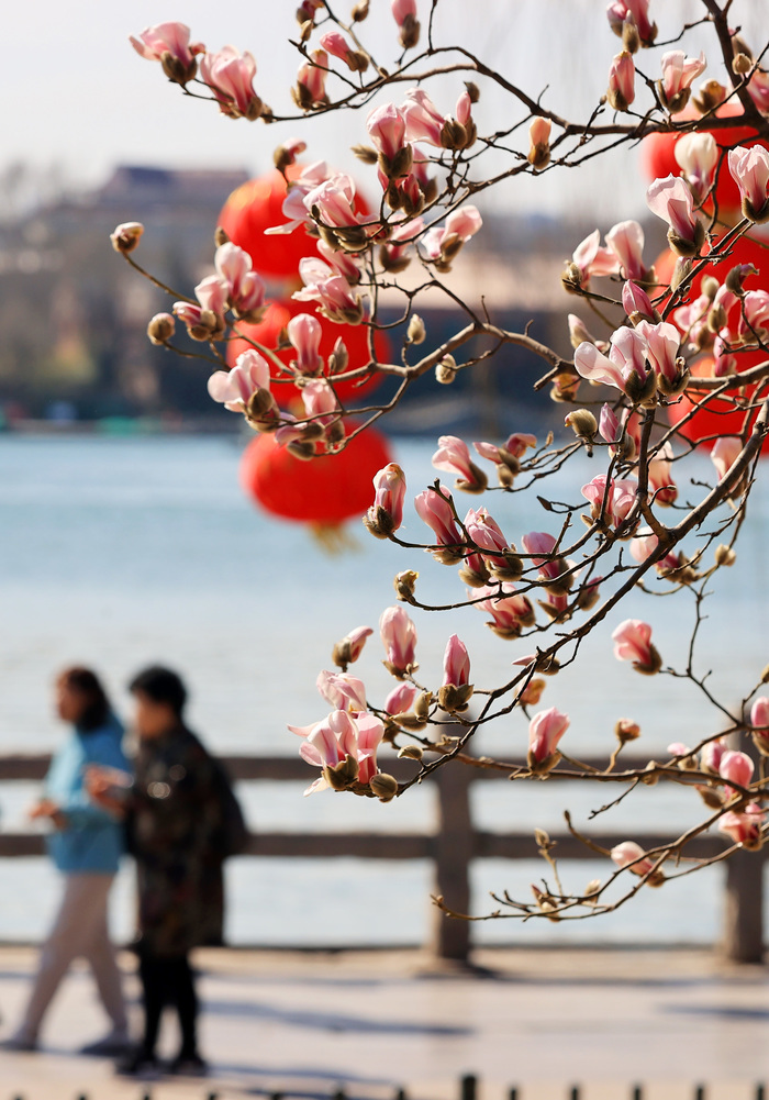 玉兰花开明湖畔 天蓝云淡春光好