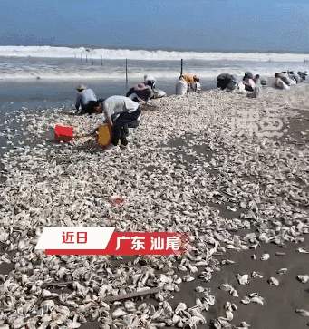 广东汕尾一海滩现百米生蚝带，有人捡百来斤，官方：建议别吃