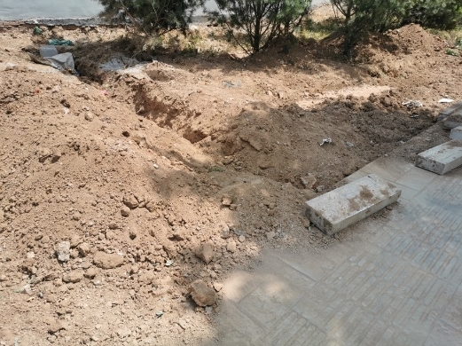 【啄木鸟在行动】日照路绿化带内黄土松散裸露