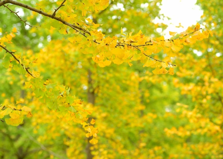 气温明显下降，济南黄河千亩银杏林将迎最美时节