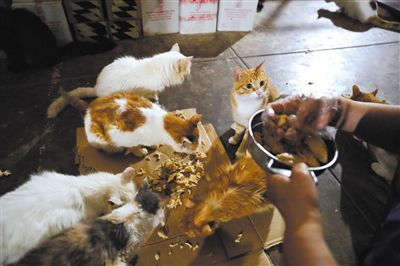 90后博士生和他的“地下猫城”